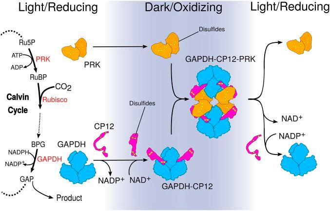 https://cdn.ncbi.nlm.nih.gov/pmc/blobs/0fea/6800369/257086e6e509/pnas.1906722116fig04.jpg