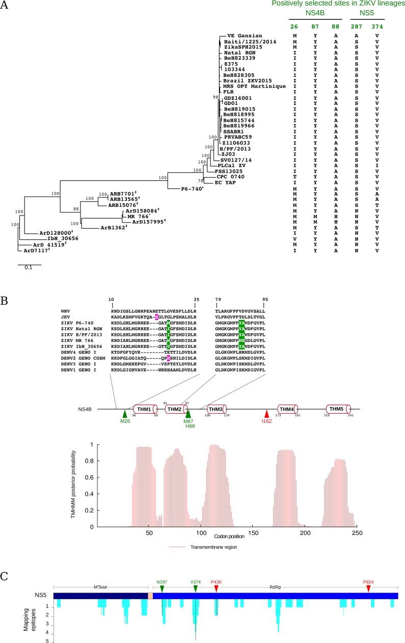 https://cdn.ncbi.nlm.nih.gov/pmc/blobs/0feb/5010288/dfe09b4dd1fe/pntd.0004978.g003.jpg