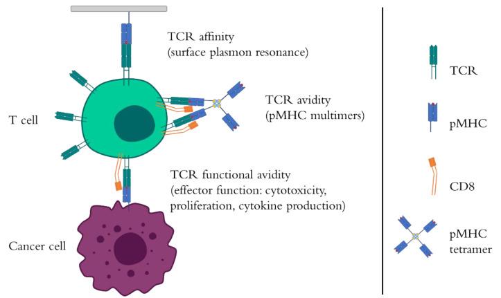 https://cdn.ncbi.nlm.nih.gov/pmc/blobs/0feb/7408146/264eadf0a056/cells-09-01720-g001.jpg
