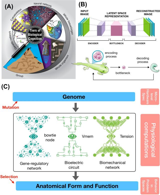https://cdn.ncbi.nlm.nih.gov/pmc/blobs/0ff7/11072390/3c0760eb5b3c/18_2023_4790_Fig1_HTML.jpg
