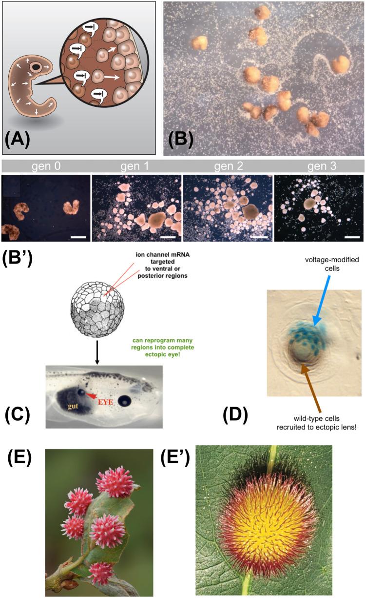 https://cdn.ncbi.nlm.nih.gov/pmc/blobs/0ff7/11072390/55c8189aaf40/18_2023_4790_Fig3_HTML.jpg