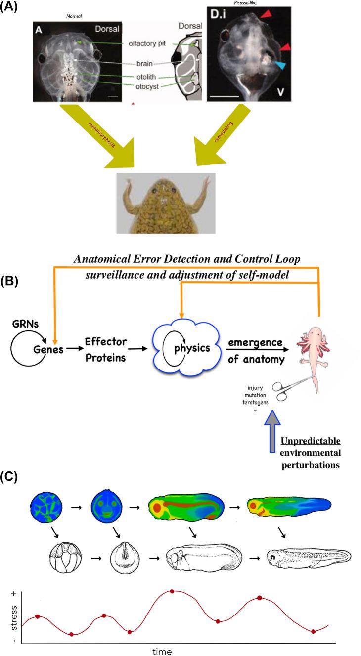 https://cdn.ncbi.nlm.nih.gov/pmc/blobs/0ff7/11072390/6e26603171f1/18_2023_4790_Fig6_HTML.jpg