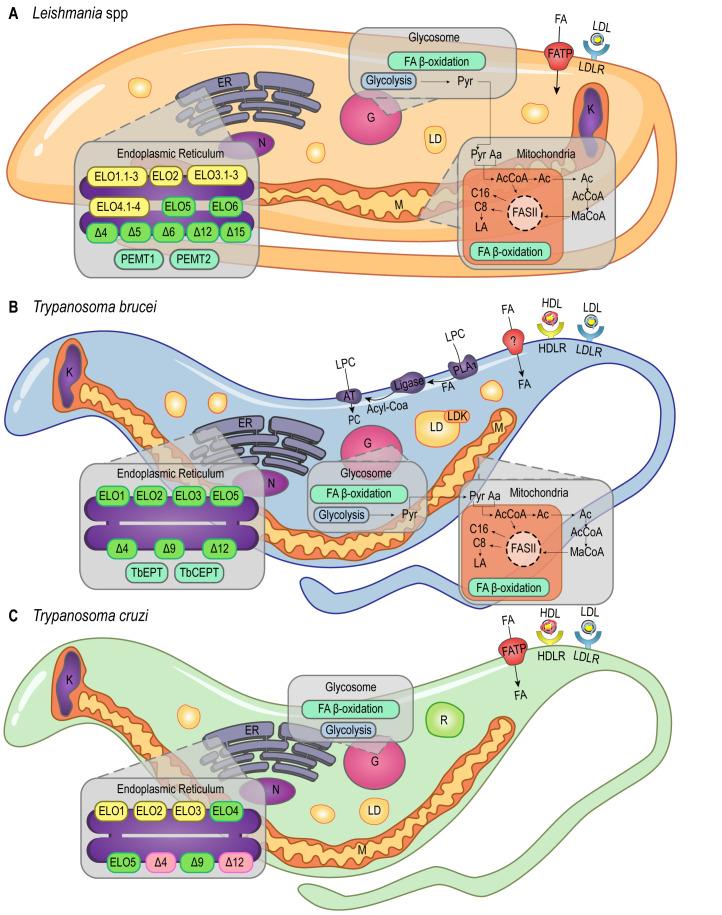 https://cdn.ncbi.nlm.nih.gov/pmc/blobs/0ffa/8561143/7cace9fed5e9/mic-08-262-g001.jpg