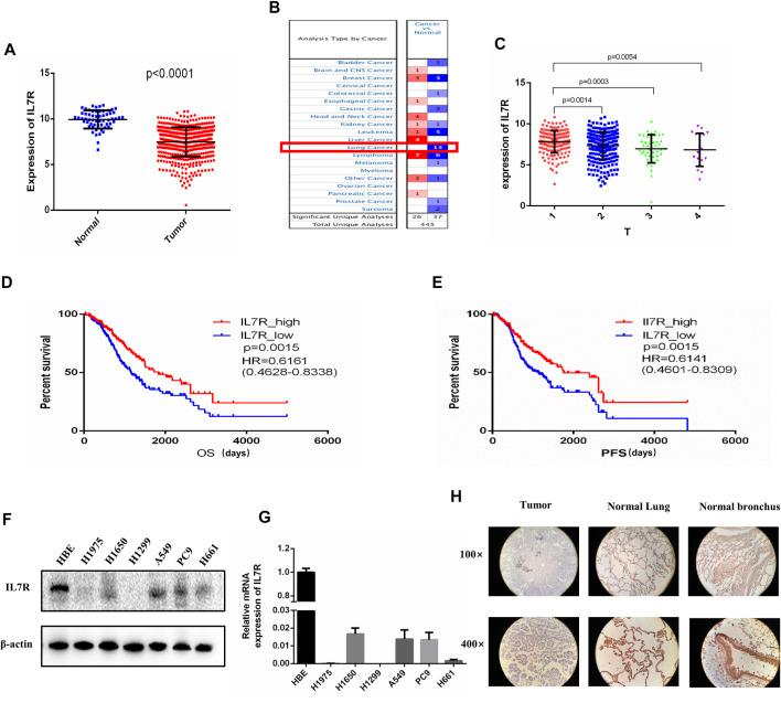 https://cdn.ncbi.nlm.nih.gov/pmc/blobs/0ffa/8899515/192b074d9030/fphar-13-857289-g005.jpg
