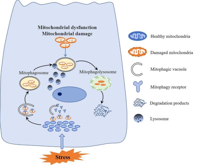https://cdn.ncbi.nlm.nih.gov/pmc/blobs/0ffc/11373529/8dc54e29efad/10020_2024_903_Fig1_HTML.jpg