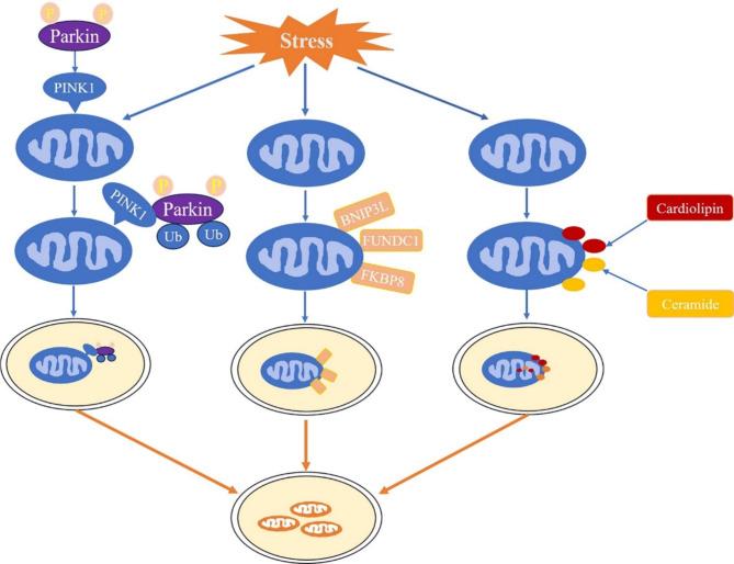 https://cdn.ncbi.nlm.nih.gov/pmc/blobs/0ffc/11373529/b771a7c951c2/10020_2024_903_Fig2_HTML.jpg