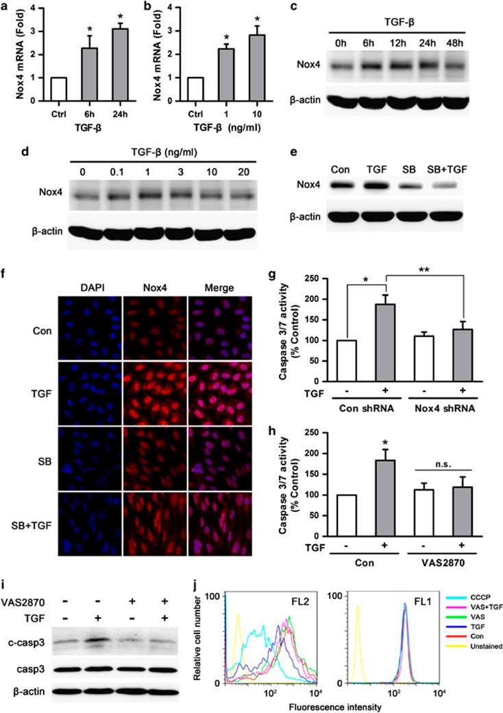 https://cdn.ncbi.nlm.nih.gov/pmc/blobs/0ffd/4040700/ae485f9dca45/cddis2013551f3.jpg