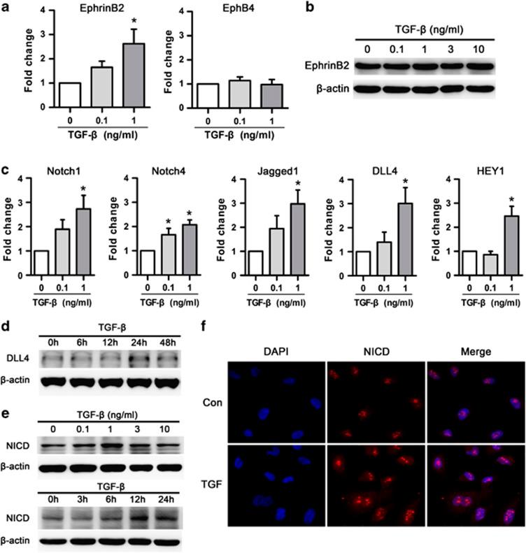 https://cdn.ncbi.nlm.nih.gov/pmc/blobs/0ffd/4040700/f8b99d55d0d6/cddis2013551f7.jpg
