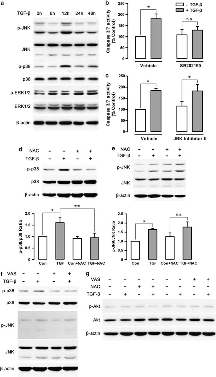 https://cdn.ncbi.nlm.nih.gov/pmc/blobs/0ffd/4040700/fd2fe33a1801/cddis2013551f4.jpg
