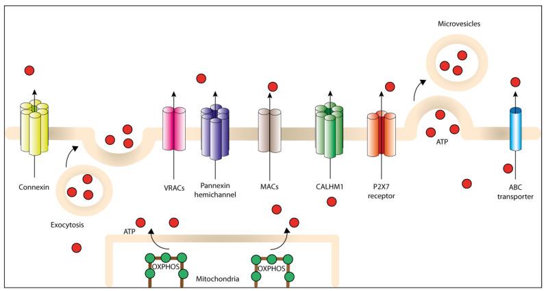 https://cdn.ncbi.nlm.nih.gov/pmc/blobs/0ffe/7698494/23dd758ddf92/cells-09-02496-g001.jpg