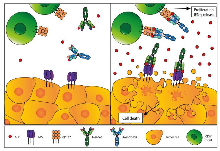 https://cdn.ncbi.nlm.nih.gov/pmc/blobs/0ffe/7698494/5cedd2441aaa/cells-09-02496-g004.jpg