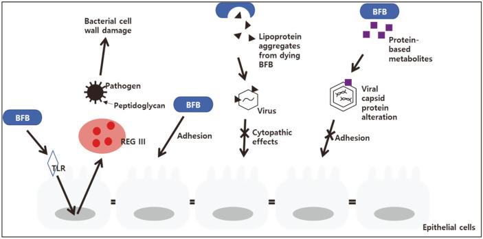 https://cdn.ncbi.nlm.nih.gov/pmc/blobs/0ffe/9728261/fdbfeb3d40df/JMB-30-12-1793-f1.jpg