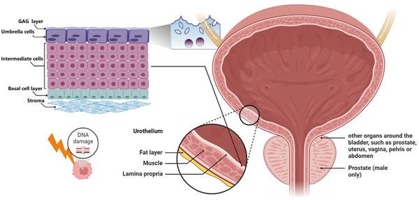 https://cdn.ncbi.nlm.nih.gov/pmc/blobs/1001/11935266/815d261b056b/PRO6-8-4-g002.jpg
