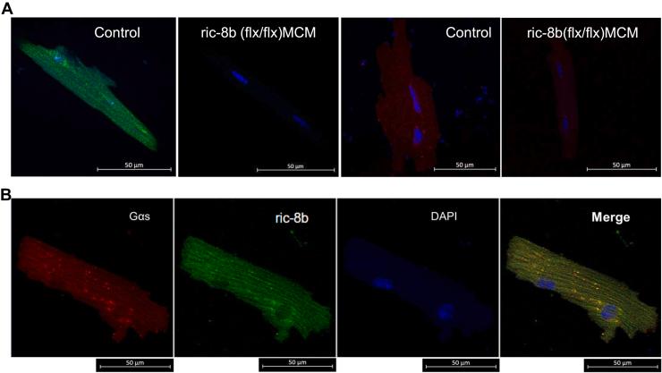 https://cdn.ncbi.nlm.nih.gov/pmc/blobs/1002/11277413/82ba917fff79/gr7.jpg