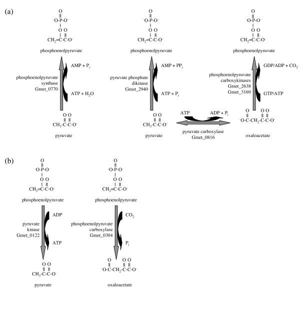 https://cdn.ncbi.nlm.nih.gov/pmc/blobs/1002/2700814/f422a62d5f5e/1471-2180-9-109-3.jpg
