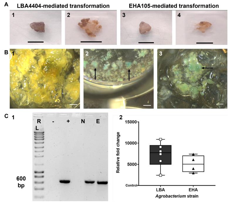 https://cdn.ncbi.nlm.nih.gov/pmc/blobs/1008/11990222/cba25d53d699/plants-14-01028-g002.jpg