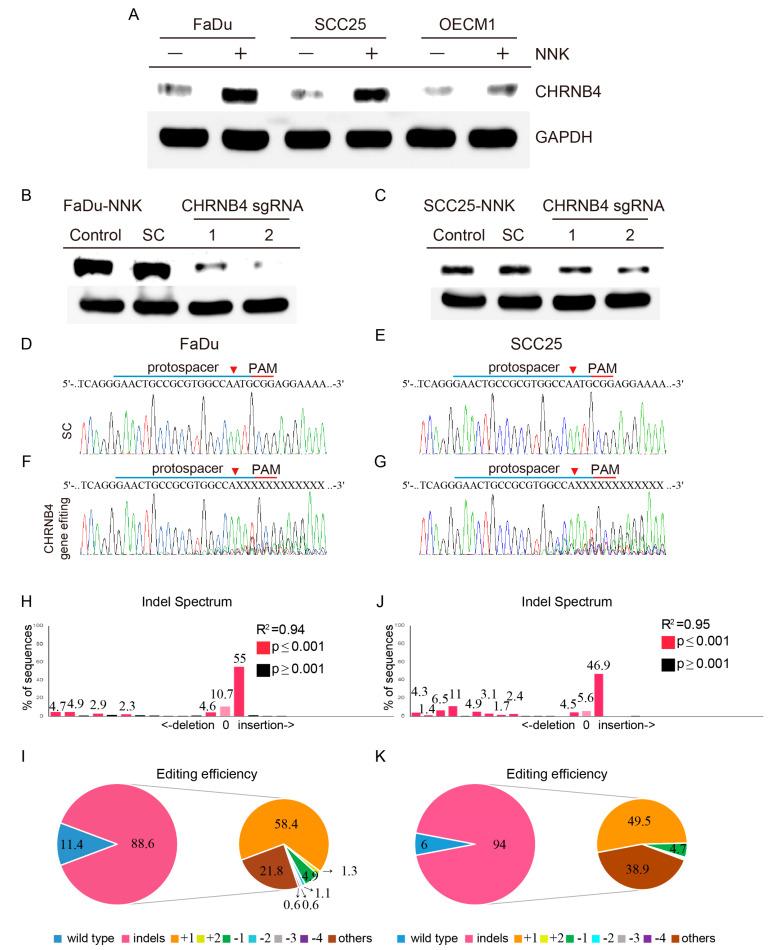 https://cdn.ncbi.nlm.nih.gov/pmc/blobs/100c/7281299/16a531a1be25/cancers-12-01324-g006.jpg