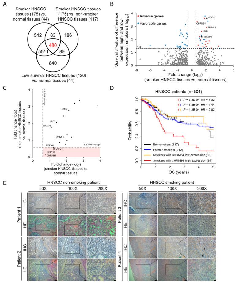 https://cdn.ncbi.nlm.nih.gov/pmc/blobs/100c/7281299/5eff96a6beac/cancers-12-01324-g002.jpg