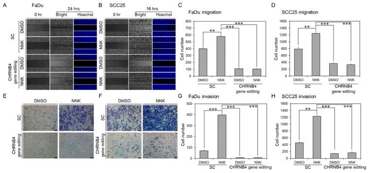 https://cdn.ncbi.nlm.nih.gov/pmc/blobs/100c/7281299/6be95312efee/cancers-12-01324-g007.jpg
