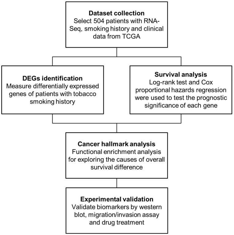 https://cdn.ncbi.nlm.nih.gov/pmc/blobs/100c/7281299/a284d862496d/cancers-12-01324-g001.jpg