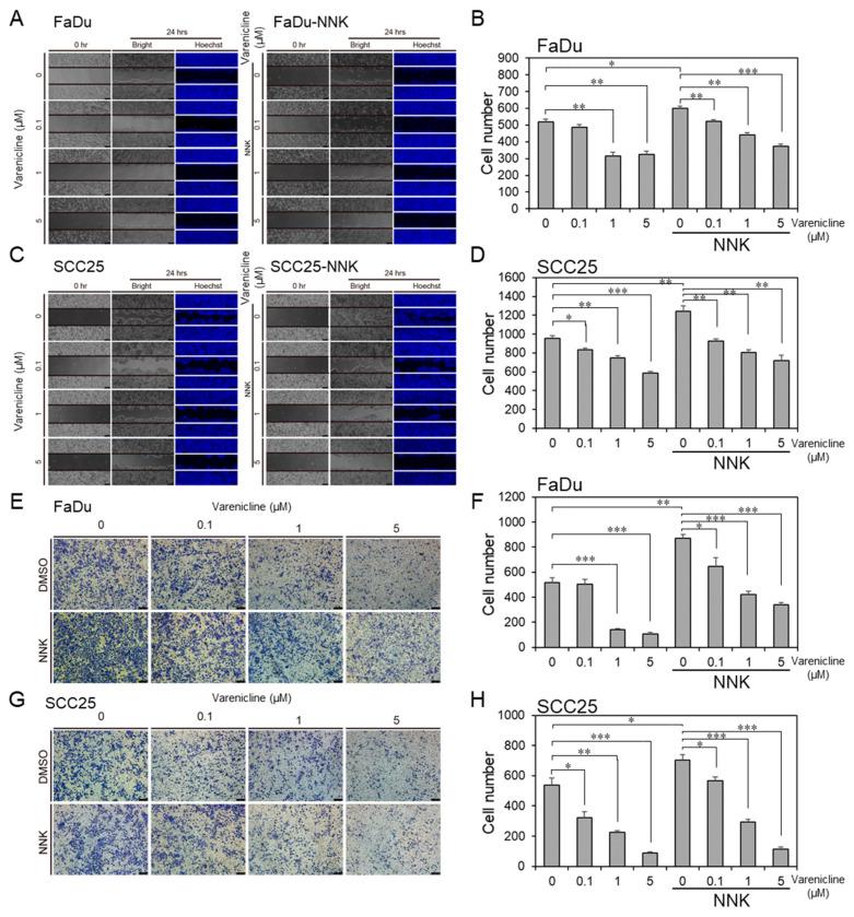 https://cdn.ncbi.nlm.nih.gov/pmc/blobs/100c/7281299/be19c77c8b4c/cancers-12-01324-g008.jpg
