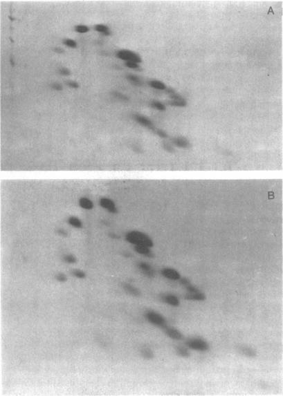 https://cdn.ncbi.nlm.nih.gov/pmc/blobs/100d/411572/2dac2b31a692/pnas00009-0200-b.jpg
