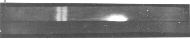 https://cdn.ncbi.nlm.nih.gov/pmc/blobs/100d/411572/3ecad27f5875/pnas00009-0201-b.jpg
