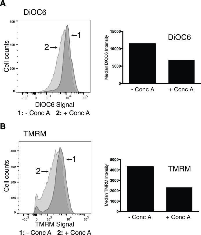 https://cdn.ncbi.nlm.nih.gov/pmc/blobs/100d/4889329/17a0251e2a79/elife-13943-fig2-figsupp1.jpg