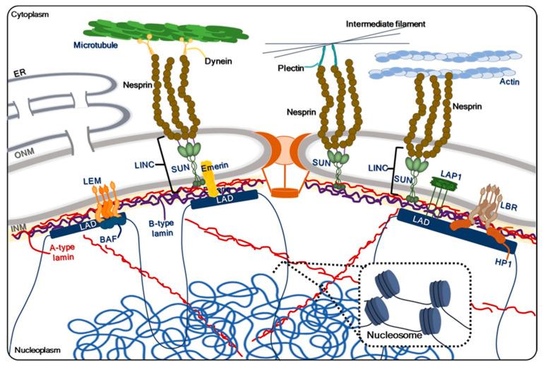 https://cdn.ncbi.nlm.nih.gov/pmc/blobs/100f/10607757/f87a6684bf74/ijms-24-15497-g001.jpg