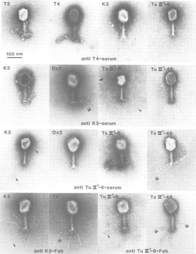 https://cdn.ncbi.nlm.nih.gov/pmc/blobs/100f/555143/39434630ed34/emboj00256-0083-a.jpg