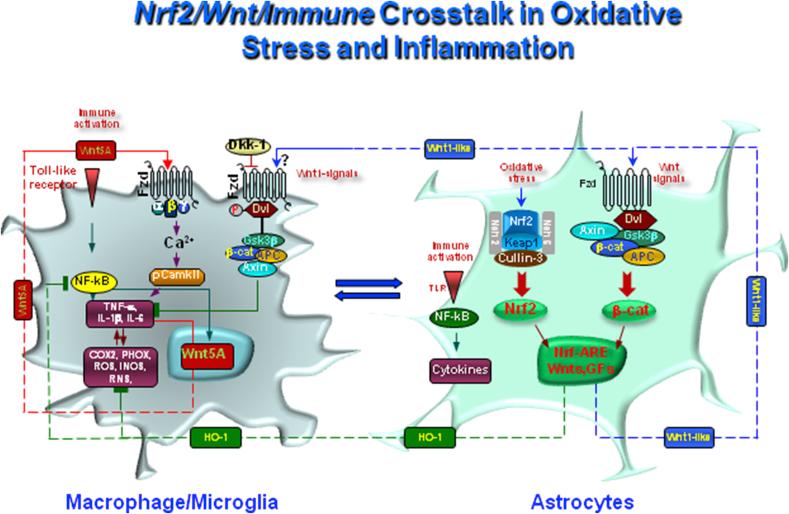 https://cdn.ncbi.nlm.nih.gov/pmc/blobs/100f/7472866/b644a6bdd27a/gr6.jpg