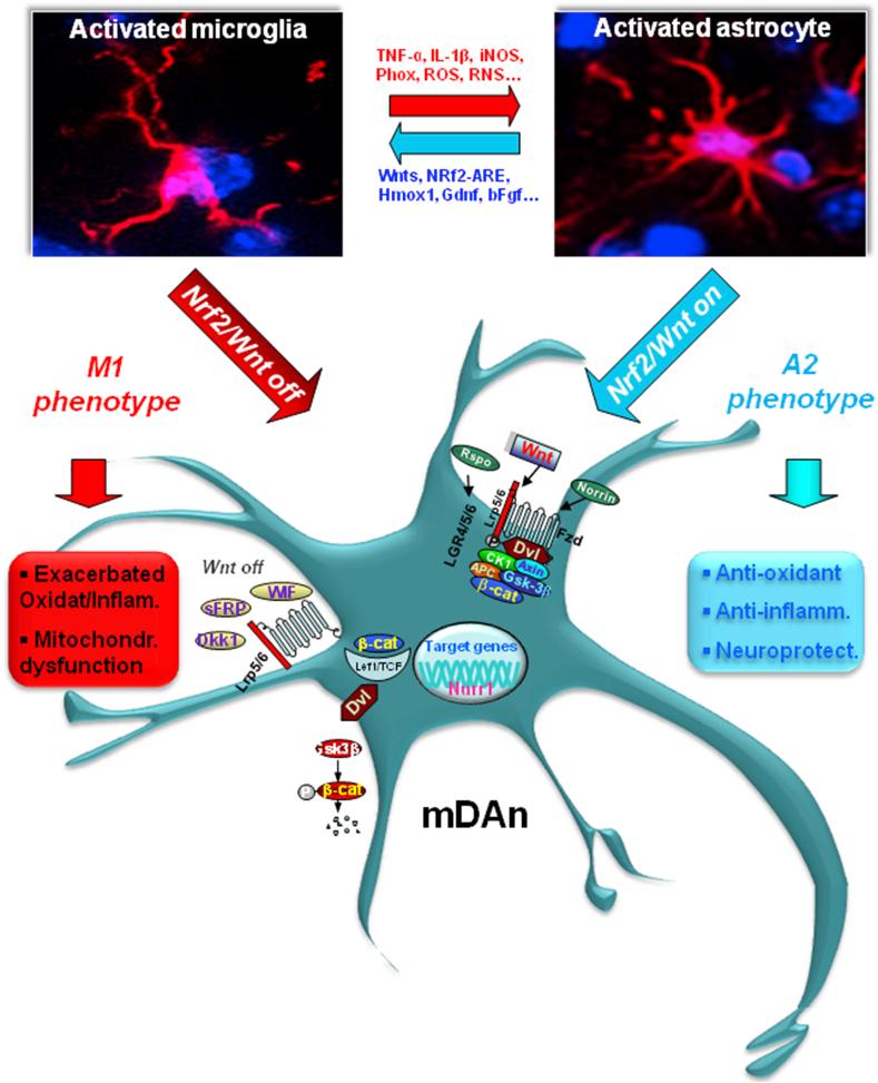 https://cdn.ncbi.nlm.nih.gov/pmc/blobs/100f/7472866/d08e013b1f92/gr7.jpg