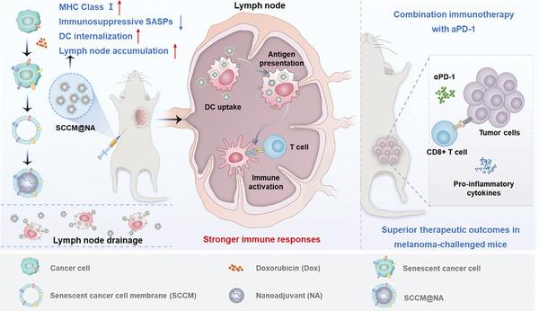 https://cdn.ncbi.nlm.nih.gov/pmc/blobs/1010/11321648/3cd9b27a3f40/ADVS-11-2400630-g004.jpg