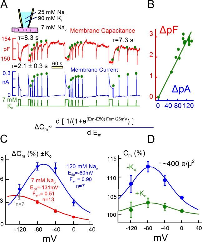 https://cdn.ncbi.nlm.nih.gov/pmc/blobs/1011/5496509/254a742a18b8/JGP_201711780_Fig4.jpg