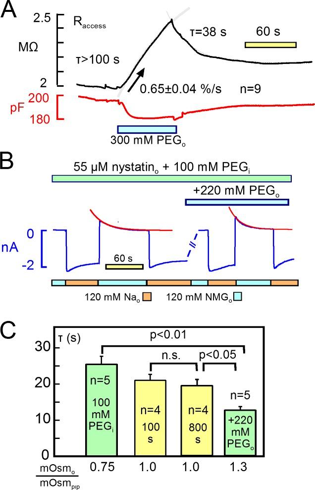 https://cdn.ncbi.nlm.nih.gov/pmc/blobs/1011/5496509/d24277631335/JGP_201711780_Fig14.jpg