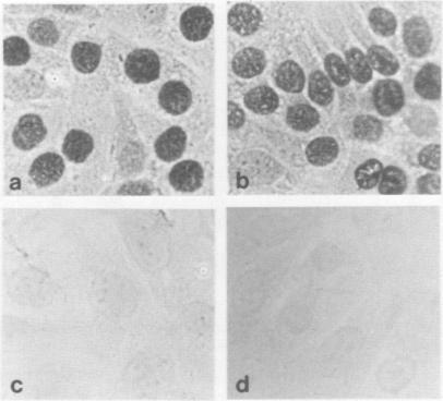 https://cdn.ncbi.nlm.nih.gov/pmc/blobs/1017/394860/943a8190ce15/emboj00051-0211-a.jpg