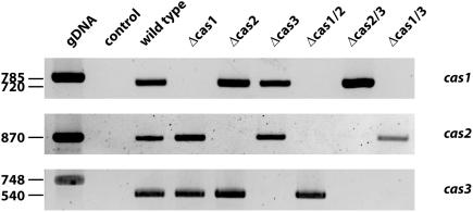 https://cdn.ncbi.nlm.nih.gov/pmc/blobs/101a/2664464/a915f9c3fe30/pone.0005177.g005.jpg