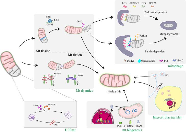 https://cdn.ncbi.nlm.nih.gov/pmc/blobs/1022/10664111/d0cae5635dfd/NRR-19-825-g002.jpg