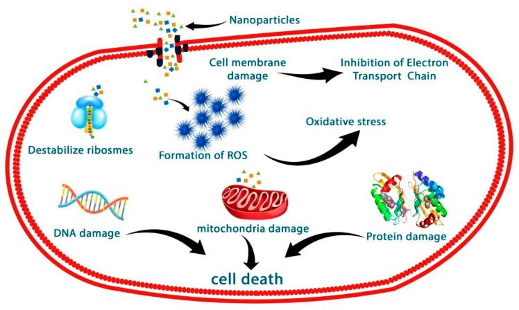 https://cdn.ncbi.nlm.nih.gov/pmc/blobs/1029/10857512/b570e7779be2/nanomaterials-14-00289-g011.jpg