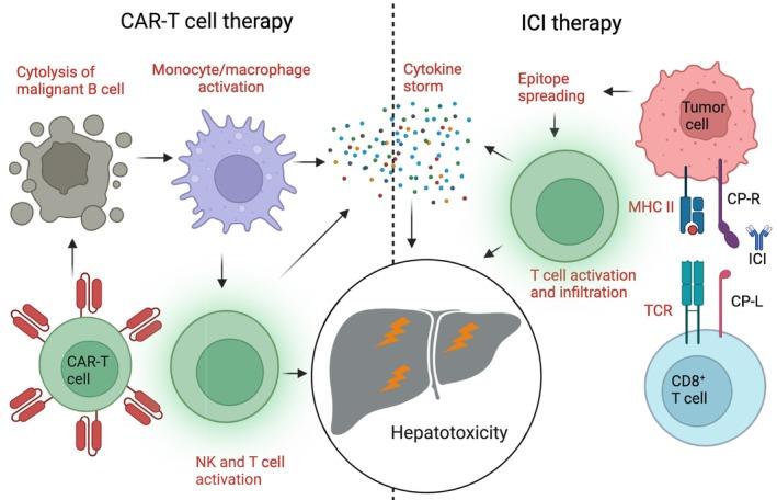 https://cdn.ncbi.nlm.nih.gov/pmc/blobs/102b/11760653/89fa8544f1ce/LIV-45-0-g002.jpg