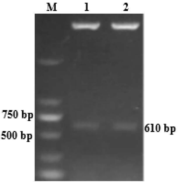 https://cdn.ncbi.nlm.nih.gov/pmc/blobs/1033/12085210/21ea43364d61/ijvr-25-353-g001.jpg