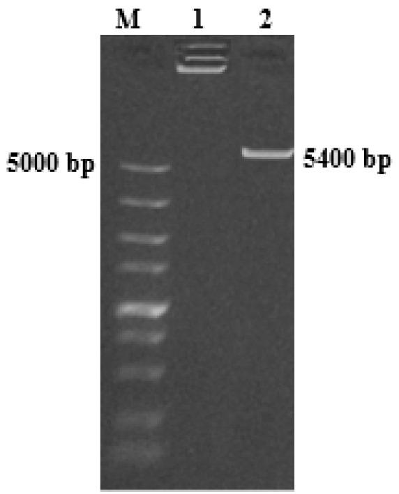 https://cdn.ncbi.nlm.nih.gov/pmc/blobs/1033/12085210/6625d328ee7a/ijvr-25-353-g002.jpg