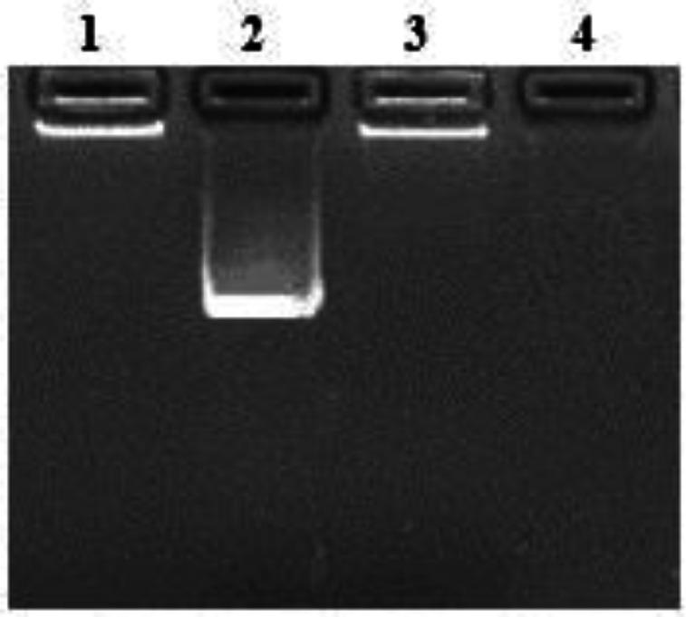 https://cdn.ncbi.nlm.nih.gov/pmc/blobs/1033/12085210/e942290ba08c/ijvr-25-353-g004.jpg