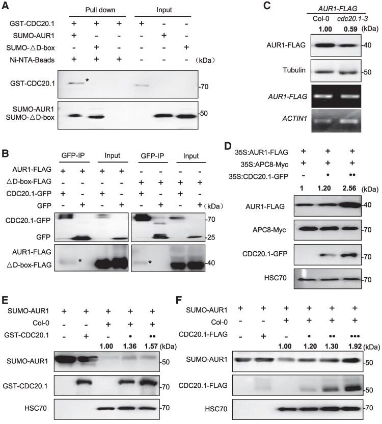 https://cdn.ncbi.nlm.nih.gov/pmc/blobs/1033/12164589/f347234bfe22/koaf089f4.jpg