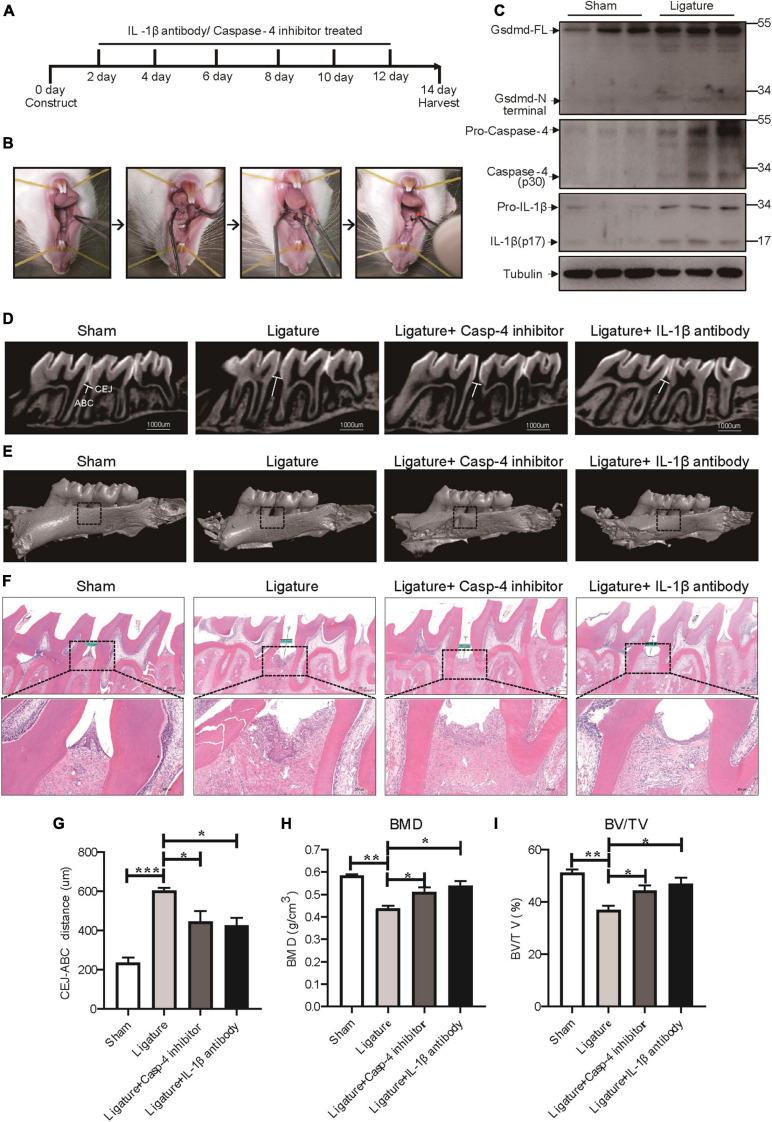 https://cdn.ncbi.nlm.nih.gov/pmc/blobs/1038/8049442/1b68d4cfe145/fcell-09-663037-g006.jpg
