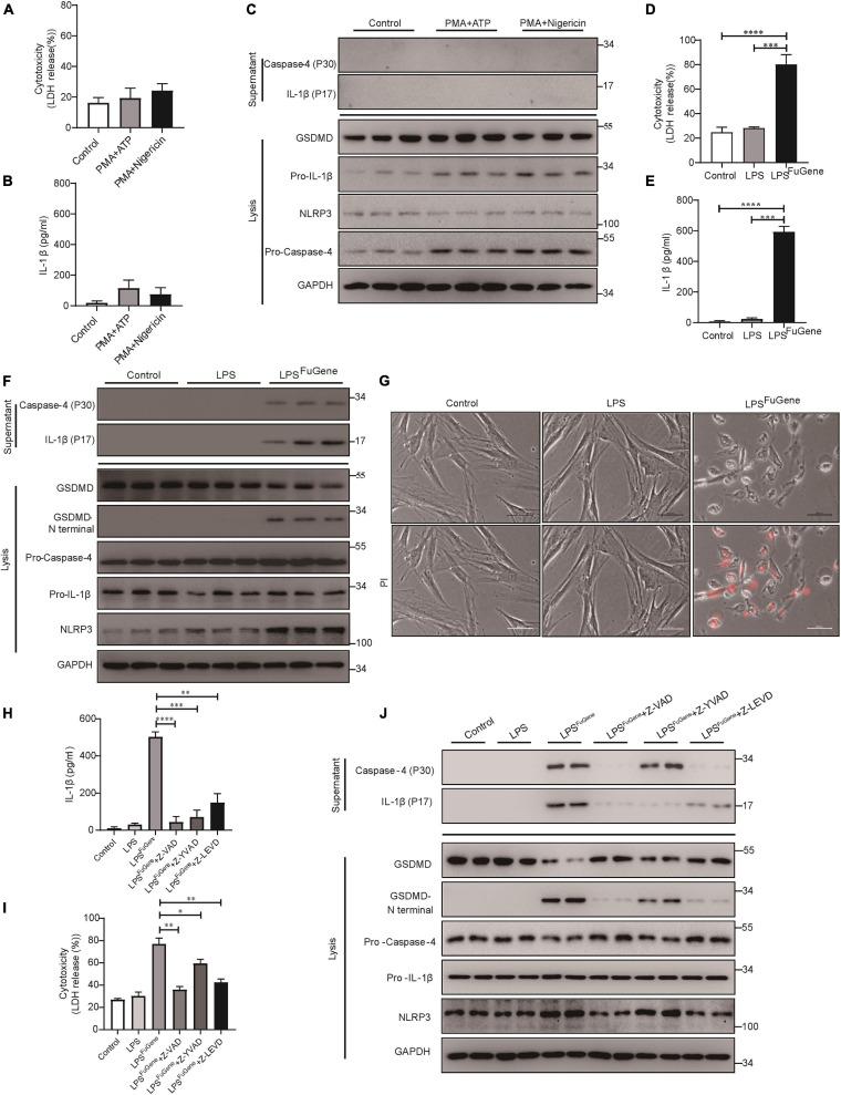 https://cdn.ncbi.nlm.nih.gov/pmc/blobs/1038/8049442/d253dab1236c/fcell-09-663037-g003.jpg