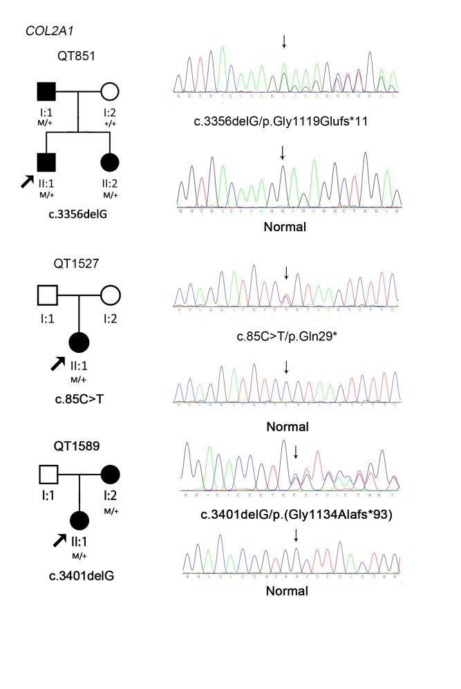 https://cdn.ncbi.nlm.nih.gov/pmc/blobs/103b/4919091/a4a5bb6a6548/mv-v22-697-f1.jpg