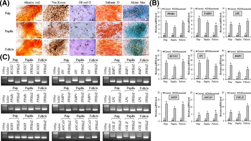 https://cdn.ncbi.nlm.nih.gov/pmc/blobs/103d/6527933/a0151d38c8b3/bsr-39-bsr20182051-g4.jpg