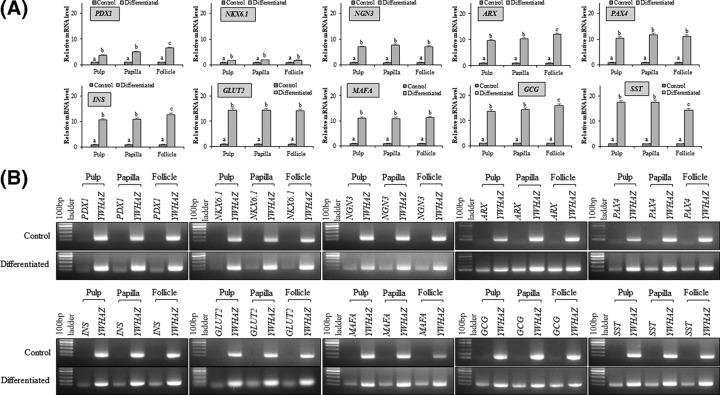 https://cdn.ncbi.nlm.nih.gov/pmc/blobs/103d/6527933/c69ffc56b6e8/bsr-39-bsr20182051-g6.jpg