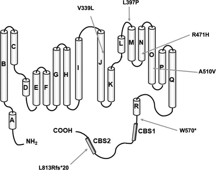 https://cdn.ncbi.nlm.nih.gov/pmc/blobs/1040/10763528/022f55977021/fcad273f3.jpg